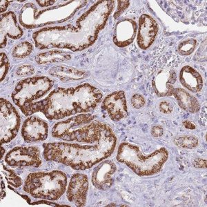 Anti-TTLL1 antibody produced in rabbit 