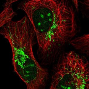 Anti-TTLL1 antibody produced in rabbit 
