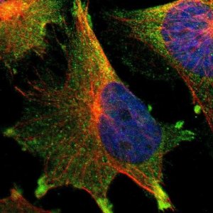 Anti-TTLL12 antibody produced in rabbit 