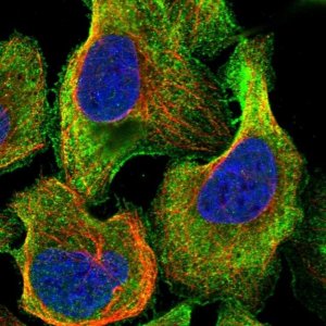 Anti-TTLL5 antibody produced in rabbit 