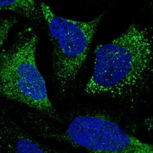 Anti-TTLL7 antibody produced in rabbit 