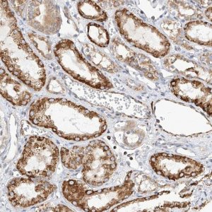 Anti-TTLL8 antibody produced in rabbit 