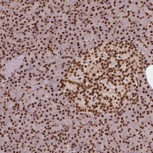 Anti-TTLL9 antibody produced in rabbit 