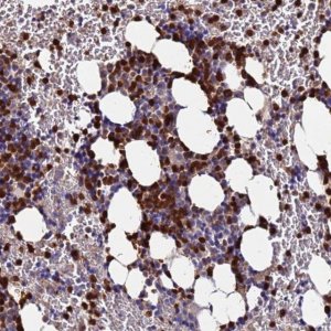 Anti-TUBAL3 antibody produced in rabbit 