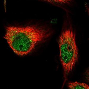 Anti-TUBD1 antibody produced in rabbit 