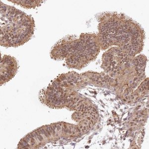 Anti-TUBGCP2 antibody produced in rabbit 