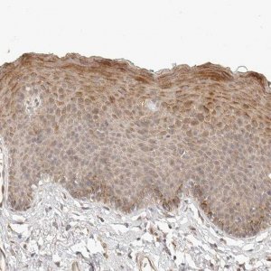 Anti-TUFT1 antibody produced in rabbit 