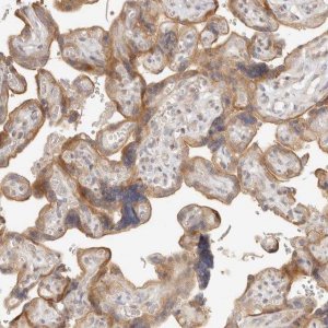 Anti-TUFT1 antibody produced in rabbit 
