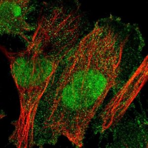 Anti-TULP3 antibody produced in rabbit 