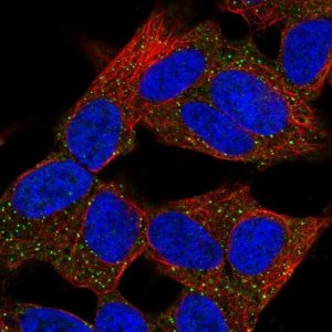 Anti-TUSC1 antibody produced in rabbit 