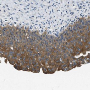 Anti-TWF1 antibody produced in rabbit 