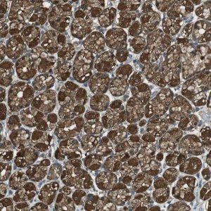 Anti-TWSG1 antibody produced in rabbit 