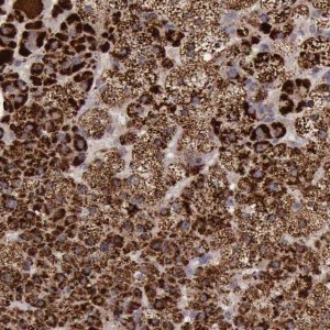 Anti-TXN2 antibody produced in rabbit 