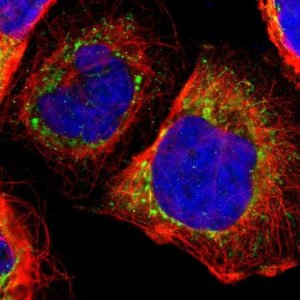 Anti-TXN2 antibody produced in rabbit 