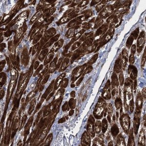 Anti-TXNDC11 antibody produced in rabbit 