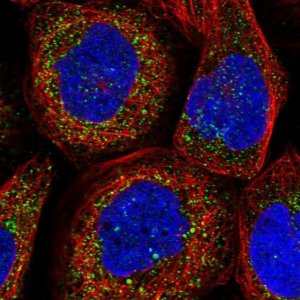 Anti-TXNDC11 antibody produced in rabbit 