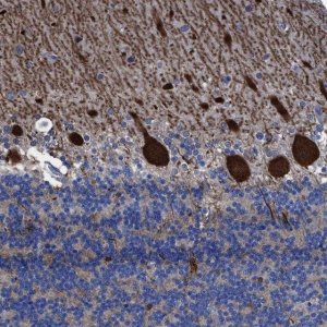 Anti-TXNDC17 antibody produced in rabbit 