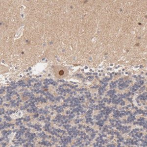 Anti-TXNL1 antibody produced in rabbit HPA002828-100UL