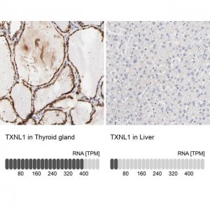 Anti-TXNL1 antibody produced in rabbit HPA002829-100UL
