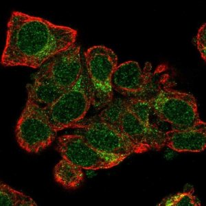 Anti-TXNL4A antibody produced in rabbit 