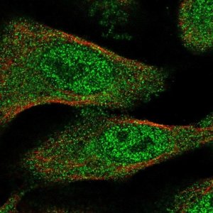 Anti-TXNL4B antibody produced in rabbit 