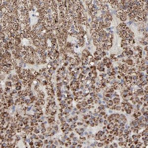 Anti-TXNRD2 antibody produced in rabbit HPA003323-100UL
