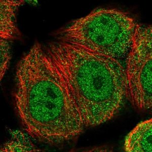 Anti-TXNRD3 antibody produced in rabbit 
