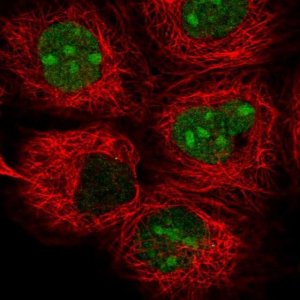 Anti-TYW1 antibody produced in rabbit 