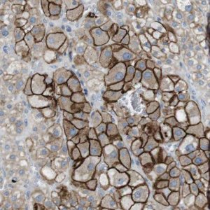 Anti-TYW1 antibody produced in rabbit HPA015535-100UL
