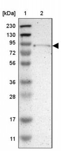 Anti-TYW1 antibody produced in rabbit HPA015535-100UL