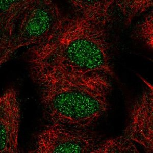 Anti-TYW1B antibody produced in rabbit 
