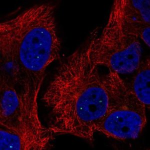 Anti-TYW5 antibody produced in rabbit 