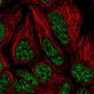 Anti-U2AF2 antibody produced in rabbit 