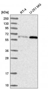 Anti-U2AF2 antibody produced in rabbit 