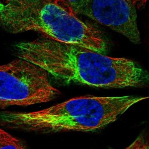 Anti-UAP1L1 antibody produced in rabbit 