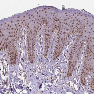 Anti-UBA3 antibody produced in rabbit HPA034874-100UL