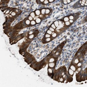 Anti-UBA5 antibody produced in rabbit 