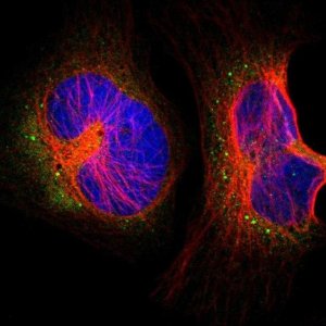 Anti-UBA5 antibody produced in rabbit 