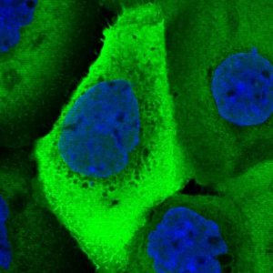 Anti-UBA52 antibody produced in rabbit 