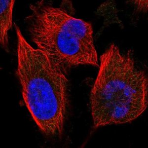 Anti-UBA6 antibody produced in rabbit 