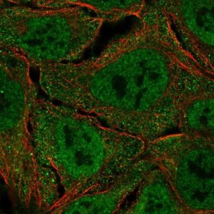 Anti-UBA7 antibody produced in rabbit 