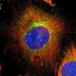 Anti-UBAC1 antibody produced in rabbit 