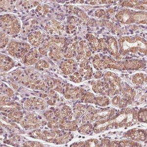 Anti-UBALD1 antibody produced in rabbit 