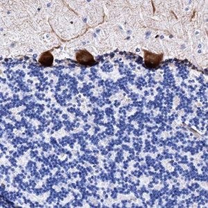 Anti-UBALD2 antibody produced in rabbit 