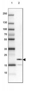 Anti-UBALD2 antibody produced in rabbit 