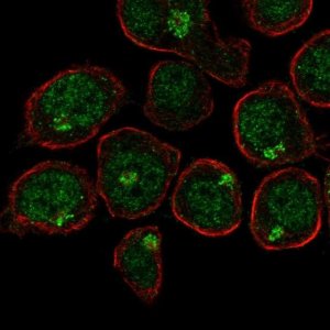 Anti-UBASH3A antibody produced in rabbit 