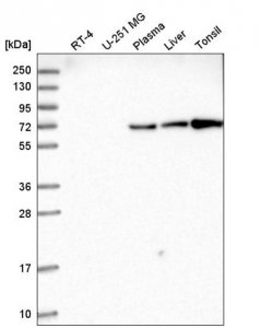 Anti-UBC antibody produced in rabbit HPA041344-100UL