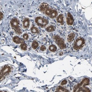 Anti-UBE2D2 antibody produced in rabbit HPA003920-100UL