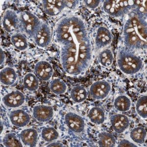Anti-UBE2G2 antibody produced in rabbit 