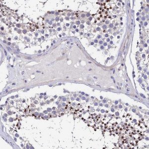 Anti-UBE2L3 antibody produced in rabbit HPA045609-100UL
